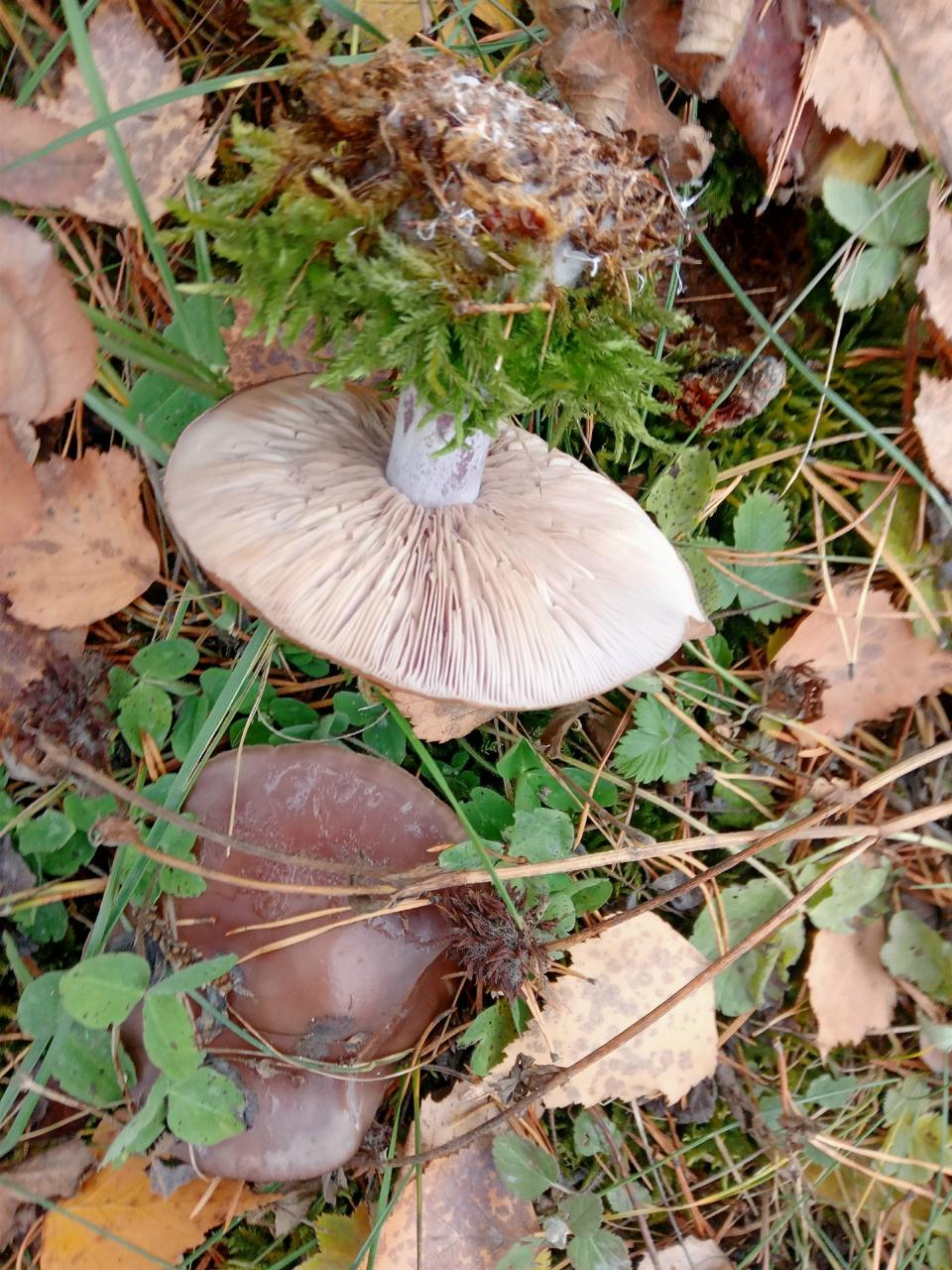 Теплая погода сводит грибников с ума В Свердловских лесах собирают грибы опасные для жизни Рядовка фиолетовая набирает популярность среди местных грибников Многие выкладывают фотографии грибов в соцсети и советуют готовить икру или жарить с луком Однако рядовка бывает разных видов включая токсичные и смертельно опасные Особенно часто рядовку путают с говорушкой многие разновидности которой крайне ядовиты Грибы растут с августа по декабрь пик сбора приходится на октябрь Особенность способность расти даже зимой под снежным покровом Рекомендуется воздержаться от употребления незнакомых грибов особенно новичкам в сборе Лучше проконсультироваться с опытными грибниками или отказаться от сомнительного деликатеса вовсе Фото Грибы и грибники Екатеринбурга и Свердловской обл Sila bgo