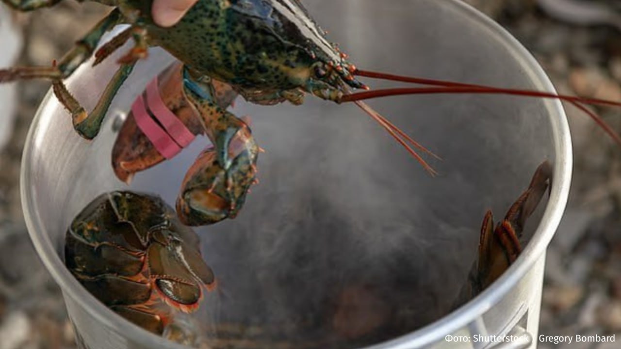 Запрет на приготовление живых лобстеров и крабов в кипятке введут в Англии Об этом пишет Daily Mail со ссылкой на британское министерство охраны окружающей среды Ранее беспозвоночные включая лобстеров и осьминогов были признаны существами способными испытывать боль Варка живьём больше не будет считаться допустимым методом убийства ракообразных После вступления запрета в силу лобстеров и крабов сначала потребуется замораживать или оглушать с помощью электрических устройств Подобные ограничения уже действуют в Швейцарии Норвегии и Новой Зеландии Отмечается что новые требования могут привести к увеличению расходов ресторанов и других заведений общепита на оборудование и услуги IZ RU в Telegram в MAX