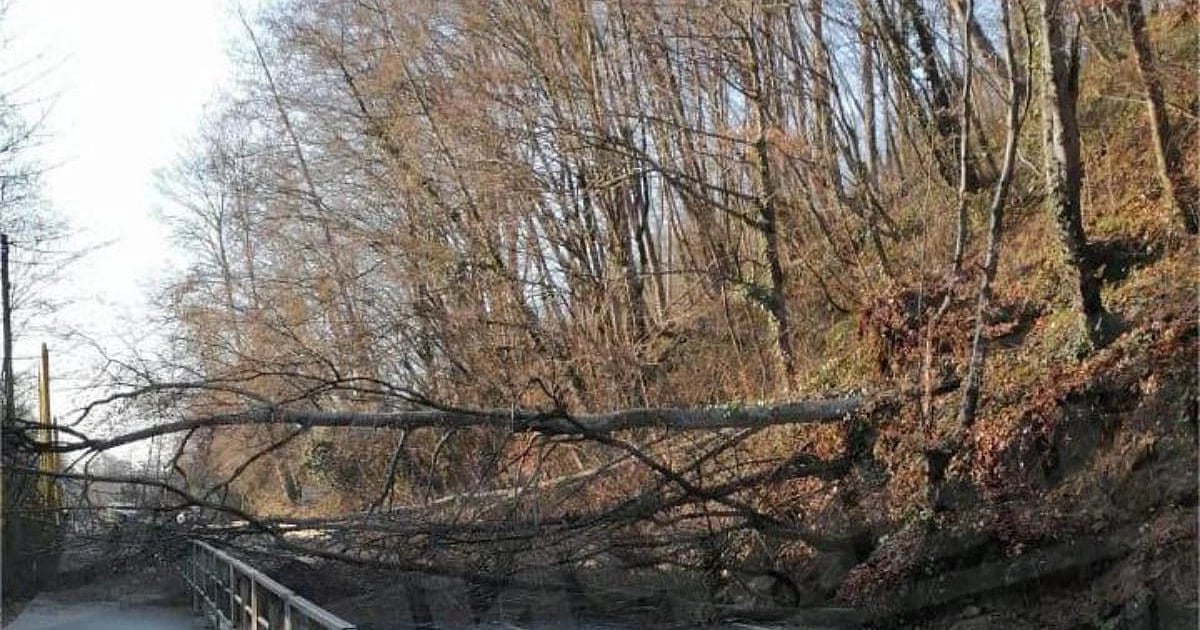 Рухнувшее дерево перегородило проезд к нескольким сёлам Сочи  В городе-курорте Сочи рухнуло дерево и полностью перегородило проезд по единственной трассе, связывающей посёлок Дагомыс и ближайшие населённые пункты. Сообщается, что инцидент произошёл в районе остановки «ПМК».  Теперь, для жителей крупных сёл Волковка, Альтмец, 3 рота, Солох-аул и других, отрезан путь, проезд по дороге невозможен. Спецслужбы, по словам очевидцев, на место не приехали. Объездной дороги здесь не предусмотрено.  В публикации сказано, водители, не дождавшись коммунальных служб, вооружились бензопилами и самостоятельно расчистили дорогу Солох-аул — Дагомыс.  На данный момент официальных комментариев о произошедшем не поступало.  Фото: Типичный Сочи  УТРЕННИЙ ЮГ   подпишись