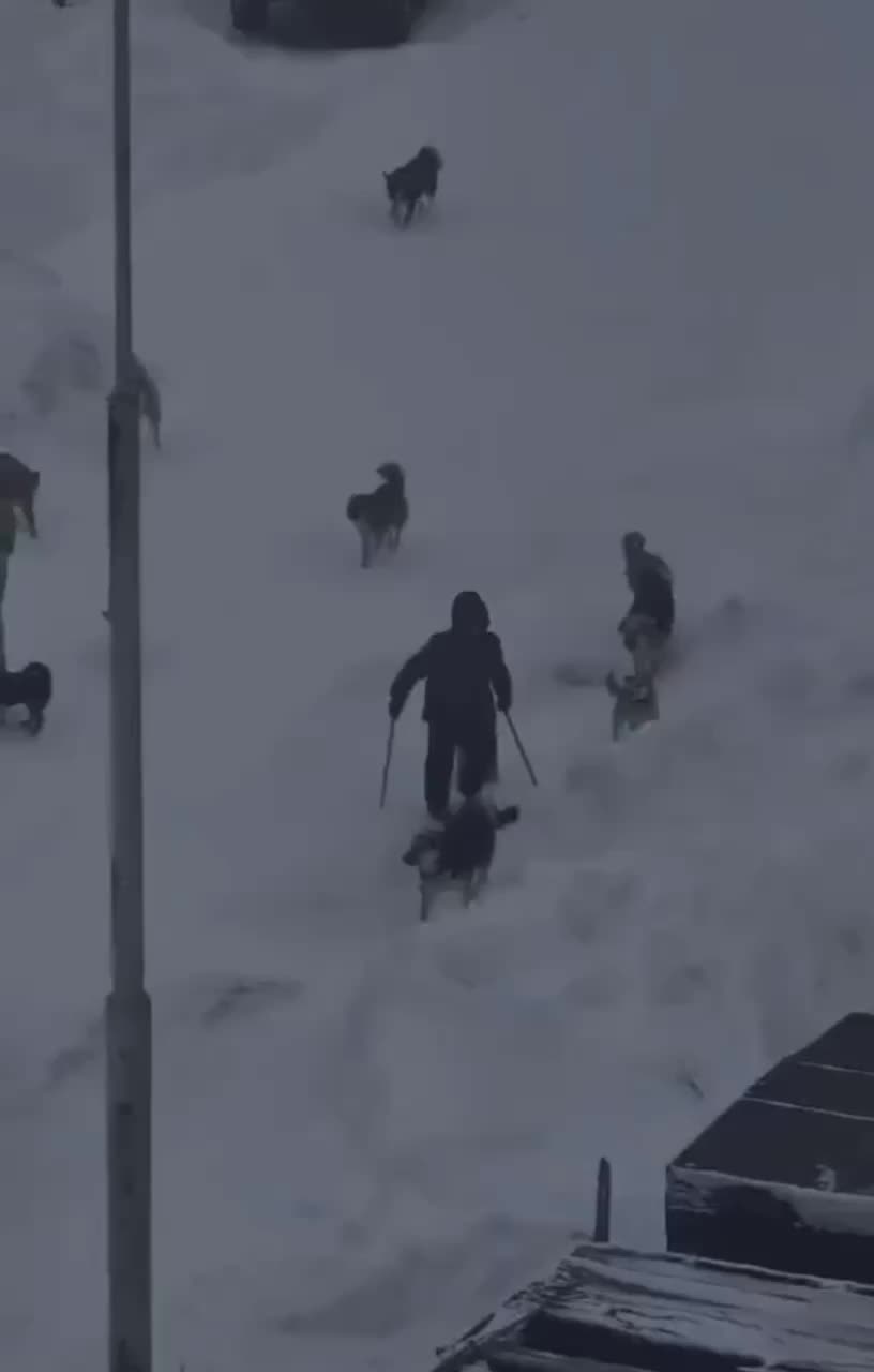 В Воронеже возбуждено уголовное дело по факту нападения бродячих собак на мужчину