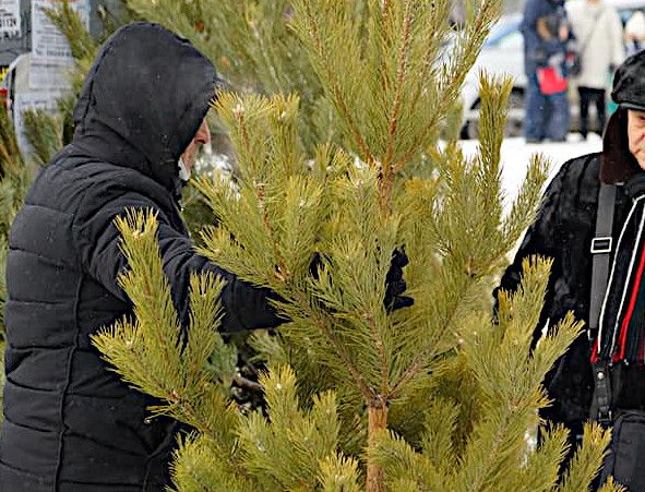 Южноуральцам напомнили правила прощания с новогодней елью www up74 ru articles news 168189 Праздничное дерево нельзя выкидывать в мусорный бак В первую очередь на нем не должно остаться никаких игрушек и мишуры иначе это помешает дальнейшей утилизации Елку нельзя выбрасывать в контейнер это может привести к переполнению его другими отходами а также затруднить механическую выгрузку мусора и даже повредить дорогостоящие прессовальные механизмы мусоровоза обратили внимание в региональном министерстве