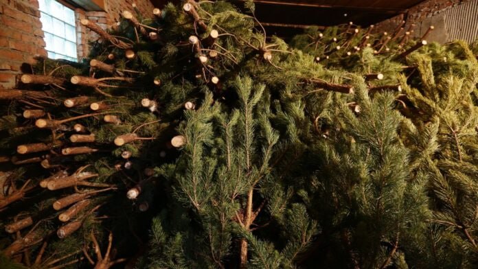 Заготовка новогодних елей важные правила от Минэкологии Якутии Минэкологии республики с приближением новогодних праздников и увеличением спроса на новогодние ели обращает внимание граждан на требования лесного законодательства касающиеся заготовки хвойных деревьев Заготавливать ели можно только на определенных участках леса которые подлежат расчистке Это могут быть просеки противопожарные разрывы дороги и другие места где не нужно сохранять молодые деревья Если вы хотите заготовить ель для себя вам нужно заключить договор купли продажи с лесничеством Индивидуальные предприниматели и компании должны участвовать в аукционах для получения разрешения Чтобы получить разрешение можно обратиться в ГКУ РС Я Лесничества по месту жительства или месту заготовки Также можно подать заявление через Единый портал госуслуг Ссылка на портал Единый портал госуслуг Стоимость елей зависит от их высоты до 1 м 62 98 рублей за штуку 1 1 2 м 97 97 рублей за штуку 2 1 3 0 м 209 93 рубля за штуку 3 1 4 м 290 41 рубль за штуку свыше 4 м 370 88 рублей за штуку Минэкологии Якутии предупреждает незаконная рубка новогодних елей может привести к штрафам или уголовной ответственности Фото РИА Новости Ростислав Нетисов yk24 ru в MAX Telegram ВК VK Видео