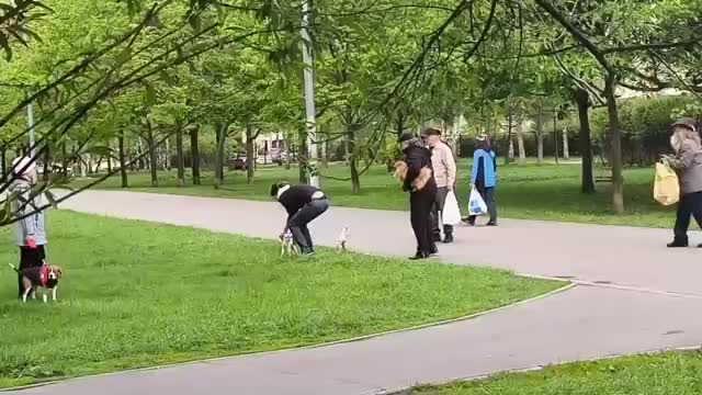 Прохожие защитили новорожденных козлят от попытки похищения в Южном Бутово