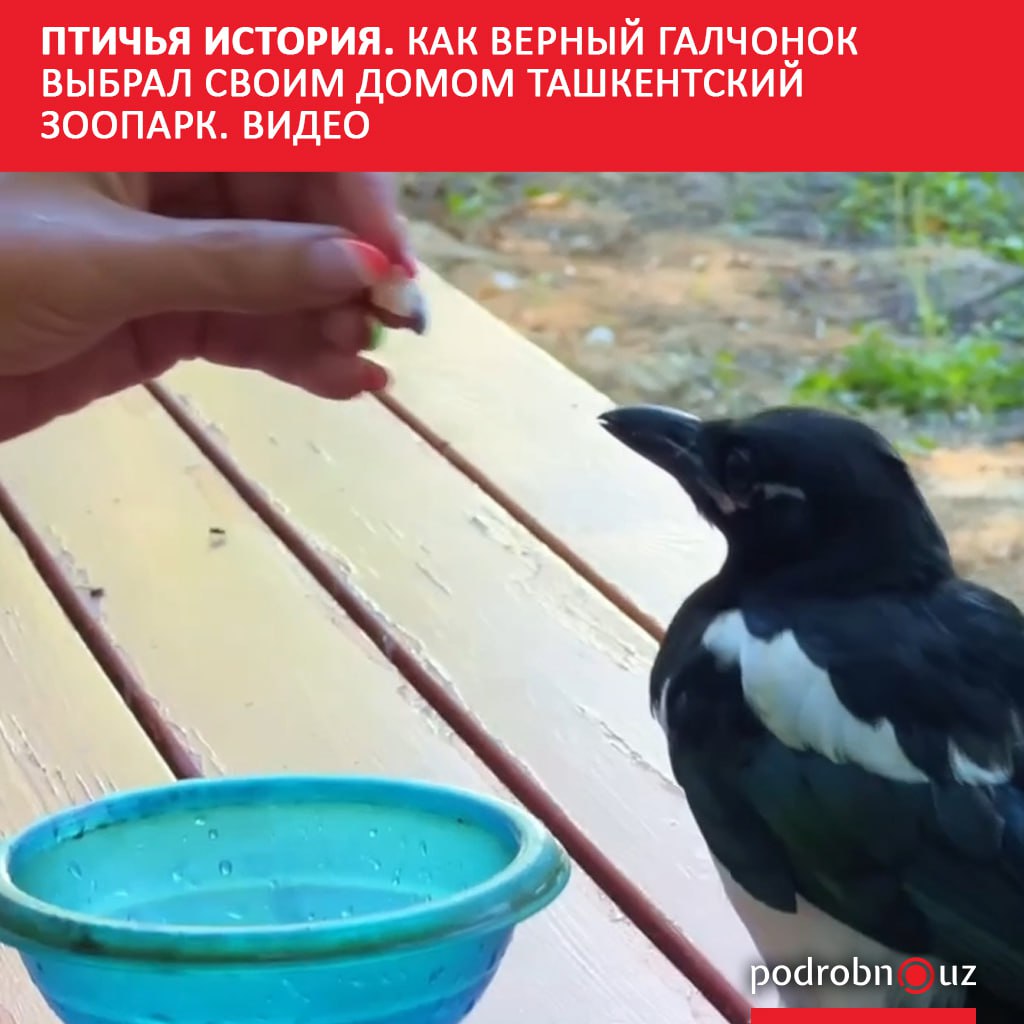 В Ташкентском зоопарке рассказали историю сорочонка по имени Галчонок, который полной свободе предпочел людей, спасших его.      Telegram / Instagram / Facebook / Читать на узбекском