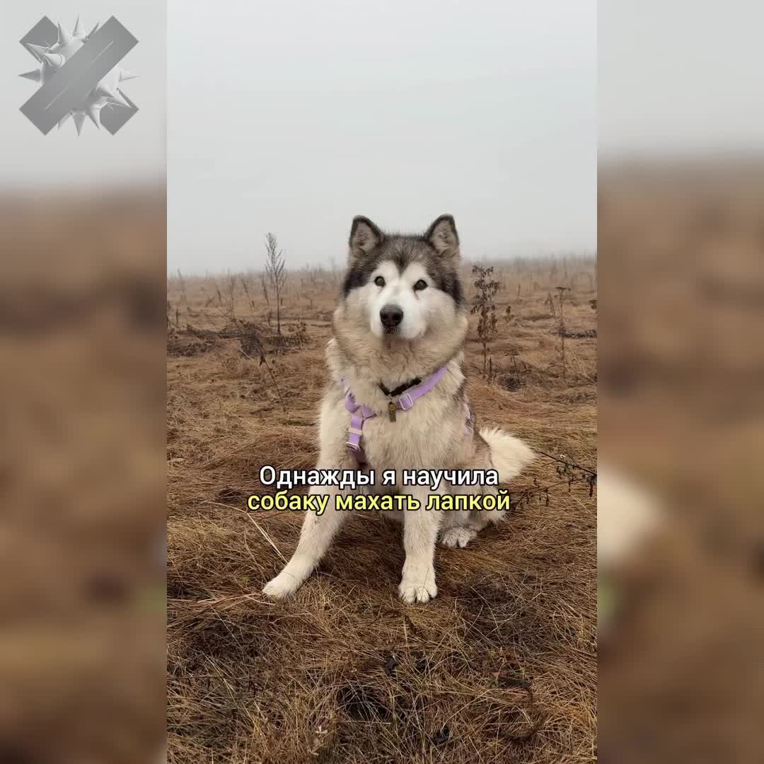 Маламут Криспи покоряет ТикТок с новым жестом