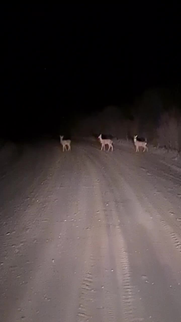 Косули предсказали снежную зиму в Приамурье