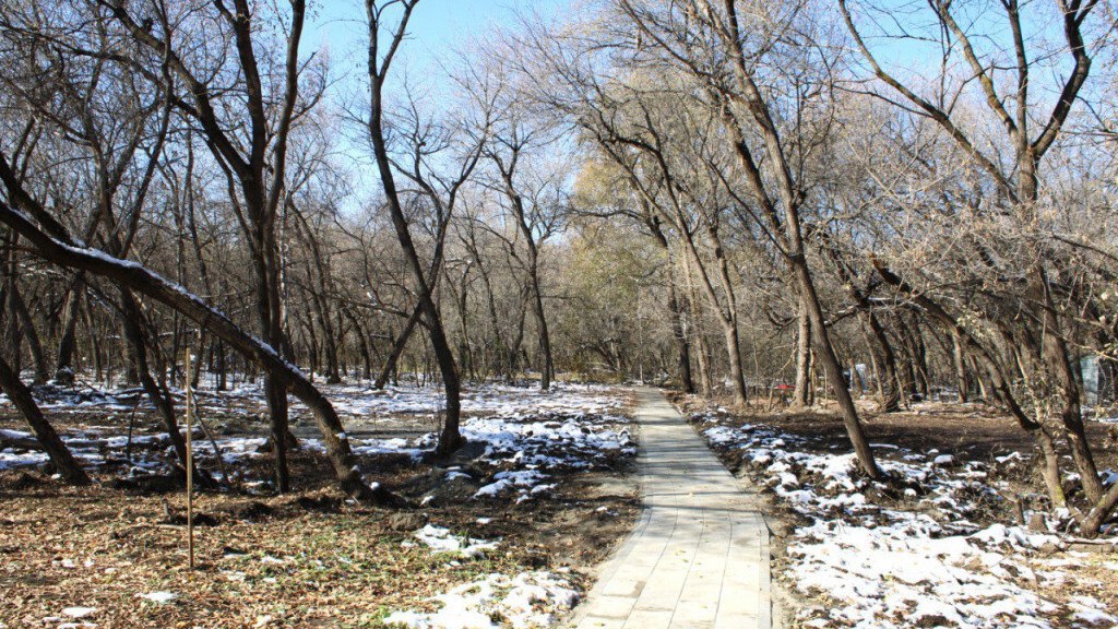 В ноябре и декабре в Барнауле спилят 1 2 тыс аварийных деревьев в парке имени Ленина Речь идет о стволах с глубокими трещинами и повреждениями сильным наклоном поврежденными корнями неравномерными кронами Убрать такие деревья нужно по нескольким причинам Во первых чтобы обеспечить безопасность посетителей парка Во вторых чтобы подготовить территорию к благоустройству и высадке саженцев В третьих освободить место для возведения детских и спортивных площадок рассказали в администрации Барнаула До середины ноября в парке имени Ленина планируют высадить более 2 5 тысяч деревьев Это сосны ели лиственницы пирамидальные тополя березы липы и ивы В настоящий момент высажено порядка тысячи