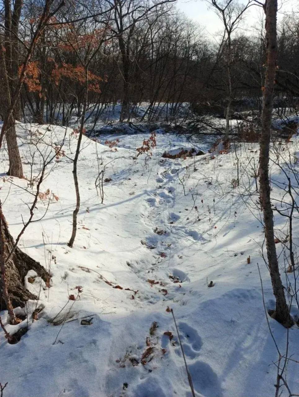 В Дальнегорском городском округе Приморья проводятся мероприятия в отношении конфликтного тигра Как сообщили Вестям Приморье специалисты фонда Амурский тигр в СНТ Ромашка это дачи в окрестностях Дальнегорска была попытка тигра забрать собаку С учётом чуть ранее имевшего место подобного случая в п Тайга принято решение по отпугиванию отлову тигра чтобы не волновать граждан