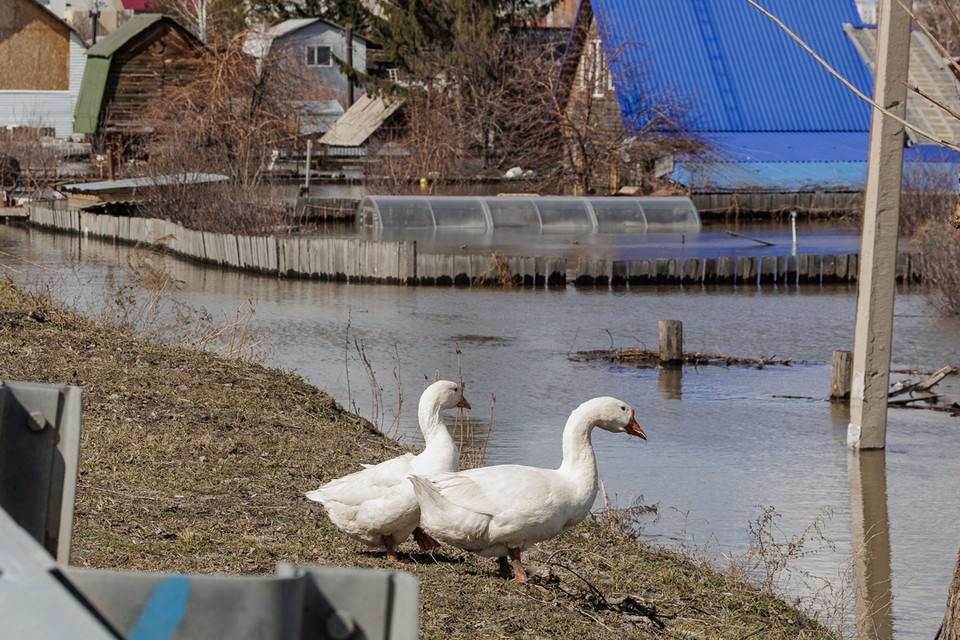 На время паводка в Прикамье создали специальную группировку   Она будет состоять из 1743 человек и 448 единиц техники, включая автомобили, инженерные и плавательные средства.  В этом году весной ожидают раннее обильное половодье. Запасы воды в снежном покрове от верховий Камы до Перми превысили норму на 10-20%, запасы влаги по сравнению с прошлым годом выросли на 20-30%.     Подпишись на «КП-Пермь»