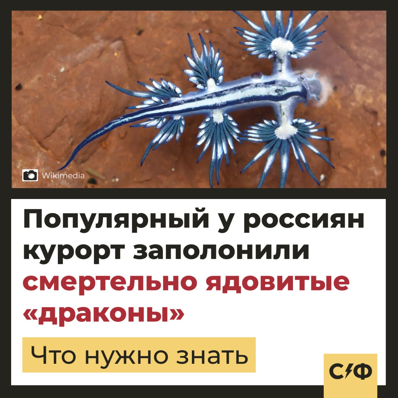 Смертельно ядовитые «драконы» вернулись на курорты Пхукета. Что происходит На популярных у россиян пляжах Таиланда начали звуть тревожные предупреждение от властей. На побережье Пхукета снова появились «голубые драконы» — эффектные, но крайне ядовитые морские моллюски Glaucus Atlanticus. Эти существа не появлялись в регионе почти два года, но теперь снова угрожают туристам. Что это за «дракон» Моллюск длиной всего 3–4 см выглядит как игрушка — синий, с причудливым телом, напоминающим мифическое существо. Но за внешней красотой скрывается смертельная опасность. Glaucus Atlanticus накапливает яд, питаясь опасными медузами. Он не просто сохраняет токсин, а усиливает его — по силе воздействия он может вызвать ожог, паралич и остановку сердца. Наибольший риск — для детей и людей с аллергией. Даже лёгкий контакт может обернуться госпитализацией и даже смертью. Где их находят По сообщениям местных СМИ, «драконов» уже видели на мелководье и даже на берегу. Они малозаметны в песке, но крайне агрессивны. Власти Пхукета настоятельно просят не трогать моллюсков и сообщать о находках спасателям. Что делать, если вас ужалило такое морское существо В первую очередь, забудьте о «методе с мочой» — он неэффективен и даже вреден, предупреждает дерматолог Александр Белоконь. Вместо этого: аккуратно смойте остатки щупалец проточной водой или удалите их пинцетом; нанесите антигистаминную мазь и примите препарат против аллергии; не накладывайте повязку — это создаст эффект теплицы и усугубит воспаление. Если симптомы не проходят в течение суток, нужно обратиться к врачу. — Будьте аккуратны, опасные «драконы» действительно существуют! «Секрет фирмы»