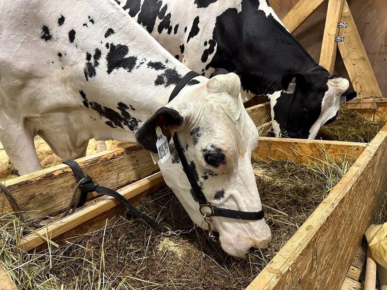 Херсонская область наращивает молочное производство Ферма с годовым объемом 12 тыс тонн строит комплекс на 3600 коров и закупает племенное поголовье Одно из крупнейших молочных предприятий Херсонской области демонстрирует уверенный рост При текущем производстве 30 35 тонн молока в сутки около 12 тысяч тонн в год хозяйство реализует масштабный план развития Уже готов проект по строительству нового современного помещения рассчитанного на содержание 3600 голов крупного рогатого скота Как отмечает исполняющий обязанности директора предприятия Михаил Головач для качественного скачка недостаточно только расширения площадей Для улучшения породы и производственных показателей необходимо закупать племенное поголовье На следующий год у нас подписаны контракты с поставщиками на приобретение 100 нетелей пояснил он Развитие предприятия активно поддерживается государственными мерами Помимо субсидирования производства молока в области запускается новая целевая программа Она направлена на увеличение высокопродуктивного племенного поголовья Мы предусмотрели две ключевые меры поддержки для племенных репродукторов сохраняющих стадо и для сельхозпроизводителей которые приобретают племенной молодняк В дальнейшем эти нетели становятся коровами с высокими удоями сообщила представитель властей Алиме Зарединова Порядок предоставления новой субсидии находится в завершающей стадии разработки Запуск проекта поддержки планируется уже этой весной Этот комплексный подход инвестиции в инфраструктуру генетику и эффективное использование государственных мер поддержки рассматривается как успешная модель для тиражирования в других регионах