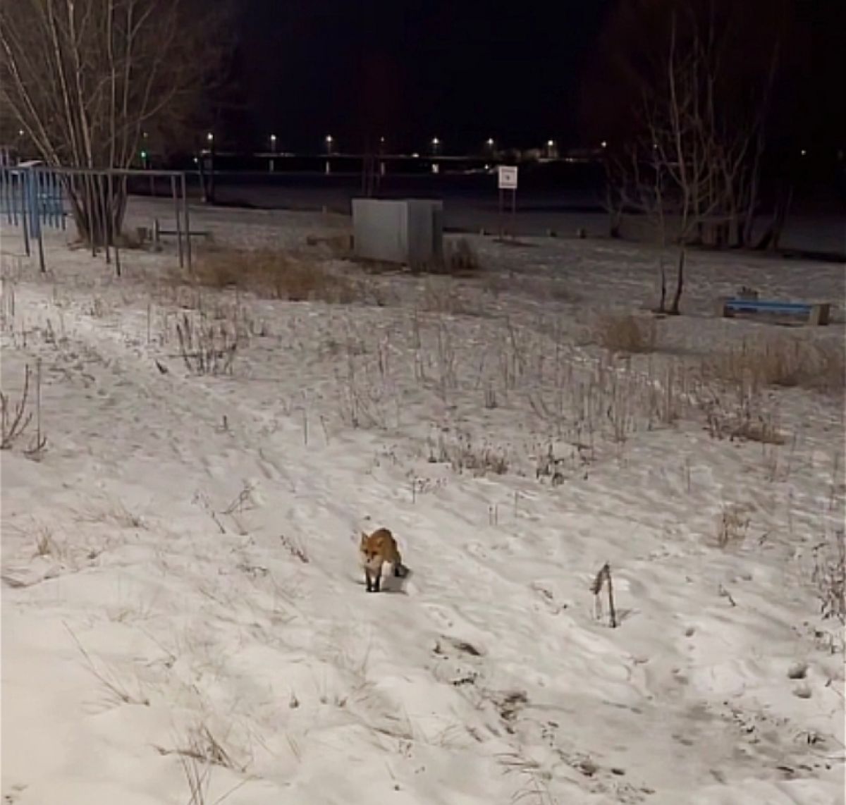 Фотосессия на набережной лиса устроила променад в центре Липецка   newslipetsk ru fn 1785311 html К липчанам в гости снова наведалась любопытная и голодная лиса Она прогулялась по набережной краем глаза замечая людей и неторопливо красуясь   Прислать новость Подписаться