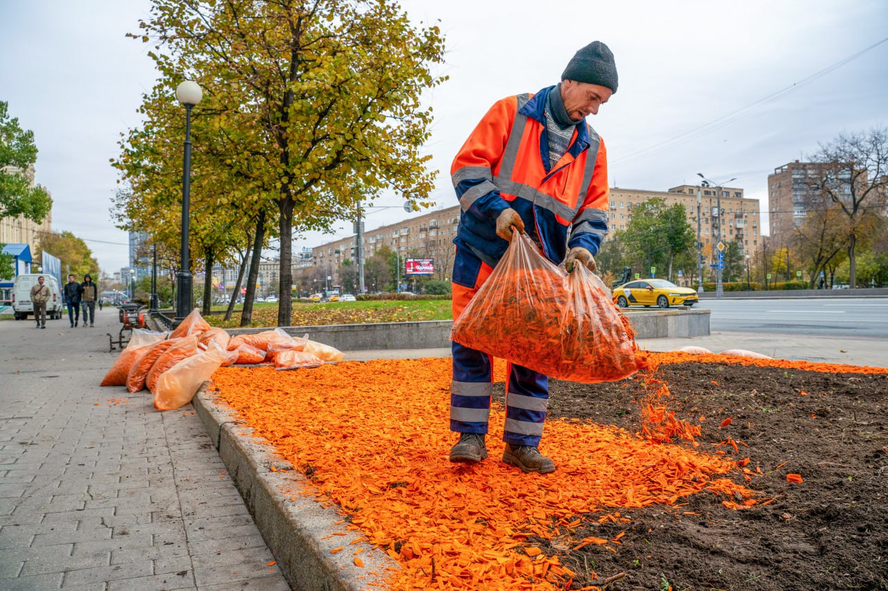 Подготовили к зиме городские цветники Специалисты Комплекса городского хозяйства выполнили работы по подготовке столичных цветников к зиме чтобы многолетники благополучно пережили период холодов и могли радовать горожан в следующем году Привели в порядок клумбы организовали подкормку растений удобрениями обработали их от болезней и вредителей провели обрезку После завершения работ задекорировали цветники разноцветной древесной щепой которая будет украшать их всю зиму сообщил заместитель Мэра Москвы Петр Бирюков Что сделали провели подкормку растений удобрениями чтобы укрепить их корневую систему и повысить морозостойкость очистили клумбы от мусора и сорняков обработали многолетники от болезней и вредителей провели обрезку растений закрыли кустовые розы специальным защитным материалом Больше о событиях Москвы в каналах Мэра Москвы Сергея Собянина и Городское хозяйство Москвы в MAX