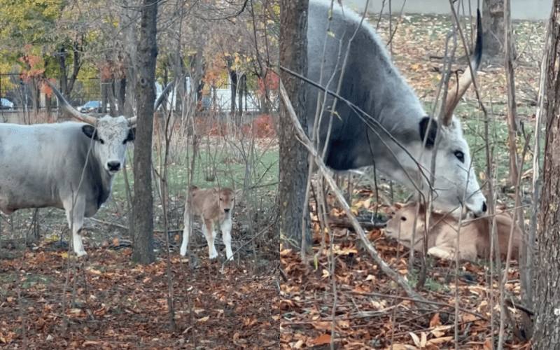 В Кишиневском зоопарке появился на свет детеныш венгерского степного быка Это уже третье пополнение среди обитателей зоопарка за последний месяц