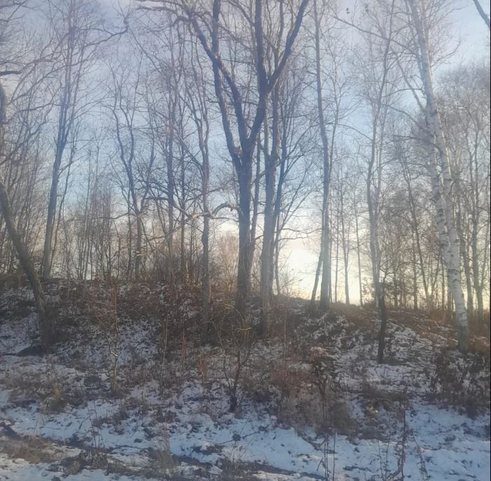 Уникальный кадр В Серышевском округе удалось сфотографировать лисицу на дереве И нет лисы не лазают по деревьям ни при каких условиях такое поведение для данных животных совершенно не типично Что заставило серышевскую лисицу изменить своим привычкам и как она планирует спускаться вниз осталось неизвестным