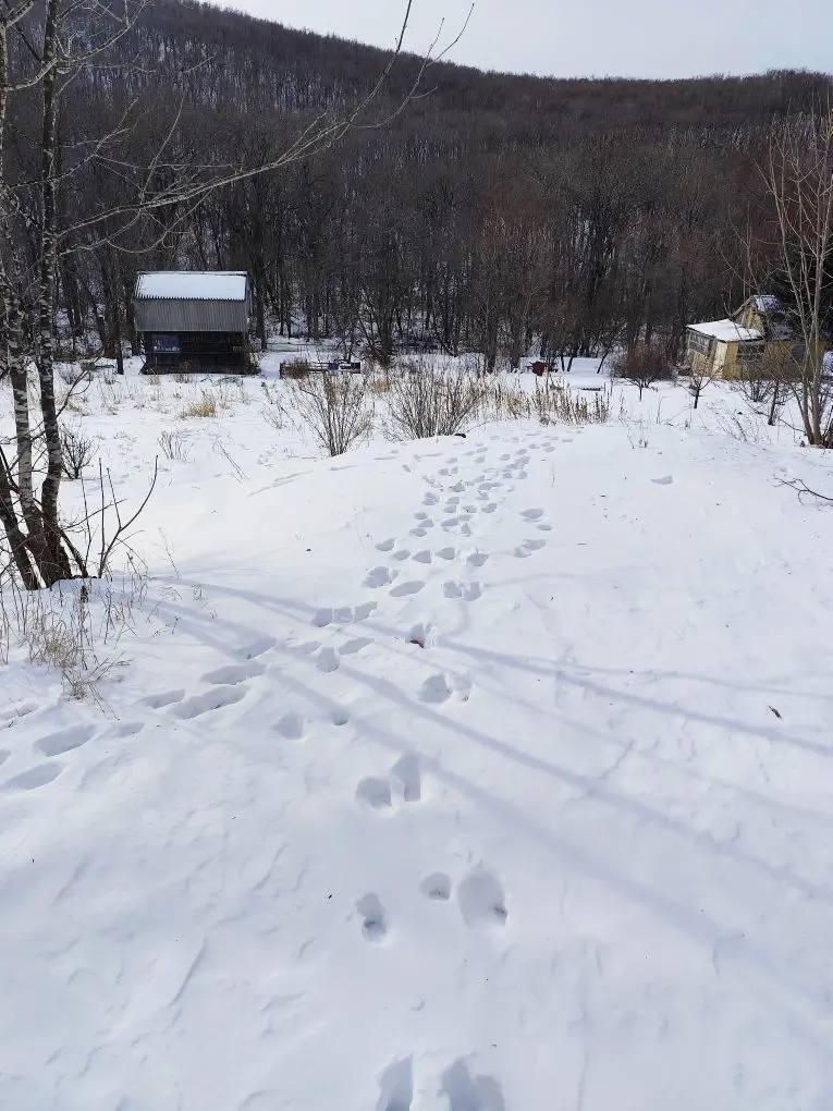 По обращению жителя Большого Камня Приморского края о появлении тигра в районе СНТ Заря проведена проверка Ситуацию на месте изучили специалисты Управления по охране объектов животного мира Министерства лесного хозяйства охраны окружающей среды животного мира и природных ресурсов Приморского края Действительно на границе садового товарищества обнаружены следы тигра также установлена пропажа одной собаки с участка граничащего с лесным массивом При этом специалисты отмечают что территория дач заброшенная много участков не используются по назначению и заросли бурьяном заборы повалены отсутствует освещение Также на этой территории много бродячих собак Вероятно это животные которых с окончанием дачного сезона люди просто бросили Они как потенциальная добыча и привлекли сюда тигра Разрешение на изъятие тигра получено Будет вестись наблюдение и если животное опять появится вблизи СНТ будет произведён отлов В то же время муниципалитету и собственникам участков рекомендовано провести мероприятия по расчистке территории и организации здесь освещения Зачастую этого достаточно чтобы отпугнуть осторожного хищника отметили в Министерстве лесного хозяйства Центр Амурский тигр