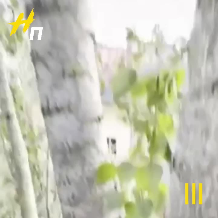 Спасение кота с 25-метрового тополя в Буграх привлекло внимание местных жителей