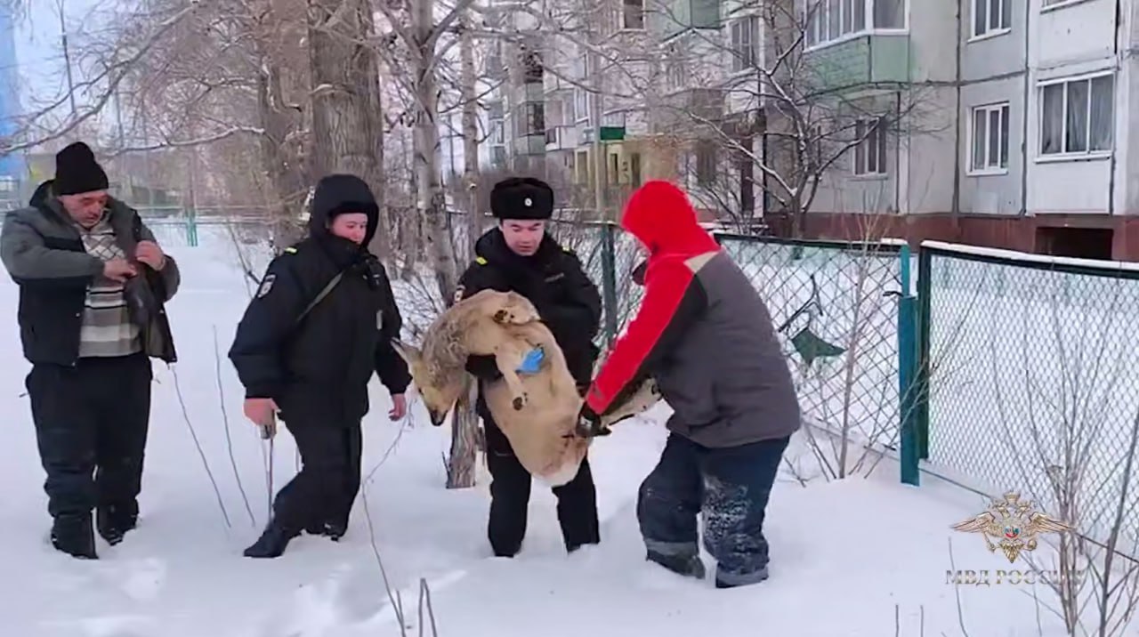 Мужчина спас косулю от стаи собак в Шарыпове Напуганное животное оказалось в городе и нарвалось на бродячих псов Очевидец отбил косулю у своры Потом на место приехали полицейские Раненого зверя на руках несли в машину и отвезли в ветклинику Теперь жизни косули ничего не угрожает сообщает официальный представитель МВД России Ирина Волк Видео с косулей смотрите в нашем канале в МАХ Скрин IrinaVolk MVD eniseytv