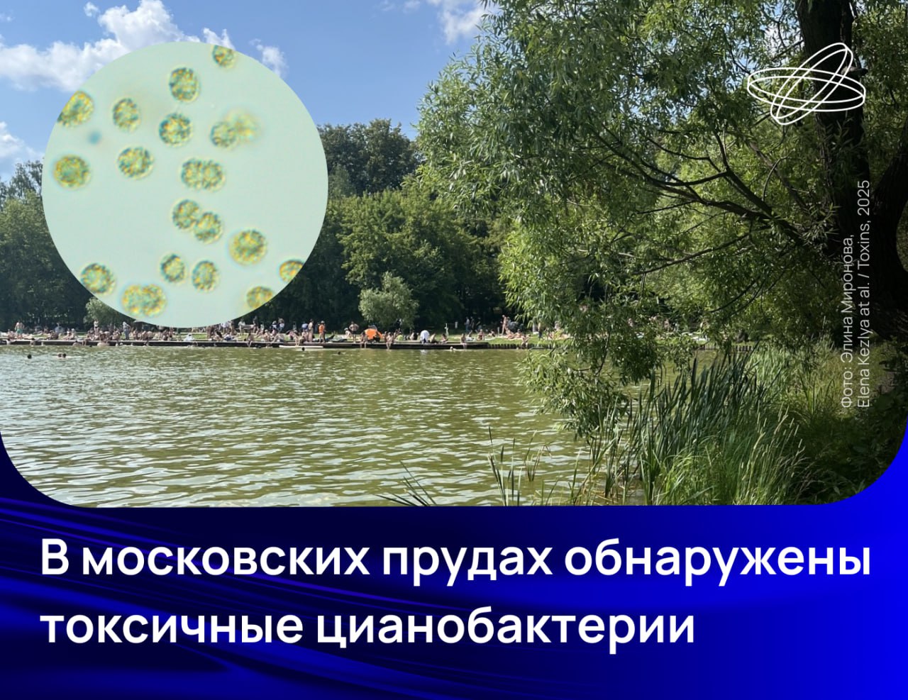 Сразу два опасных штамма цианобактерий Microcystis aeruginosa нашли учёные при обследовании столичных водоёмов Эти организмы выделяют микроцистины соединения нарушающие работу клеток печени у животных и человека Всего было обнаружено 20 штаммов цианобактерий родов Dolichospermum Aphanizomenon Anabaena Woronichinia Argonema и Microcystis Их проверили на наличие генов участвующих в синтезе токсинов а затем подтвердили содержание опасных веществ с помощью жидкостной хроматографии масс спектрометрии высокого разрешения Один из токсичных штаммов Microcystis aeruginosa CBMC523m выделен из Мещёрского пруда который активно используется жителями мегаполиса для купания в летний период отметили в Институте физиологии растений имени К А Тимирязева РАН Подписывайтесь на Наука рф в MAX Десятилетиенауки