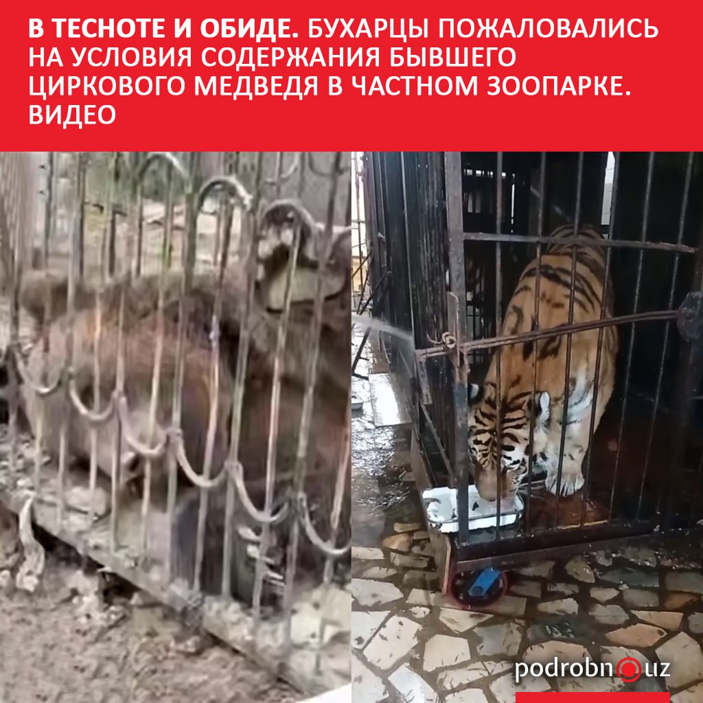 В социальных сетях распространилось видео из частного зоопарка в Бухаре На кадрах видно что медведь содержится в крошечной и грязной клетке где у него практически нет возможности двигаться Пользователи потребовали Минэкологии принять меры Ведомство взяло ситуацию под контроль Однако проблема оказалась системной и решения для подобных случаев пока в Узбекистане нет podrobno uz cat obchestvo v tesnote i obide bukhartsy pozhalovalis na usloviya soderzhaniya byvshego tsirkovogo medvedya v cha Telegram Instagram Facebook Читать на узбекском