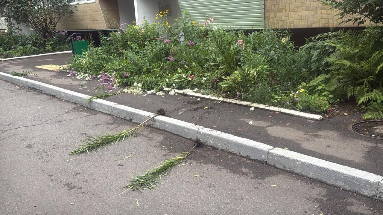 Девушки сорвали цветы с клумбы в Уссурийске  Две девушки бессовестно, прямо на глазах у местных жителей, испортили клумбу около жилого дома на улице Воровского, 127.  Судя по ролику, они составляли букет весьма варварским способом — вырывали цветы и те, которые не подходили, выкидывали обратно.  Автор видео просит вандалов прийти и высадить новые цветы.   Прислать новость:     Наш Чат