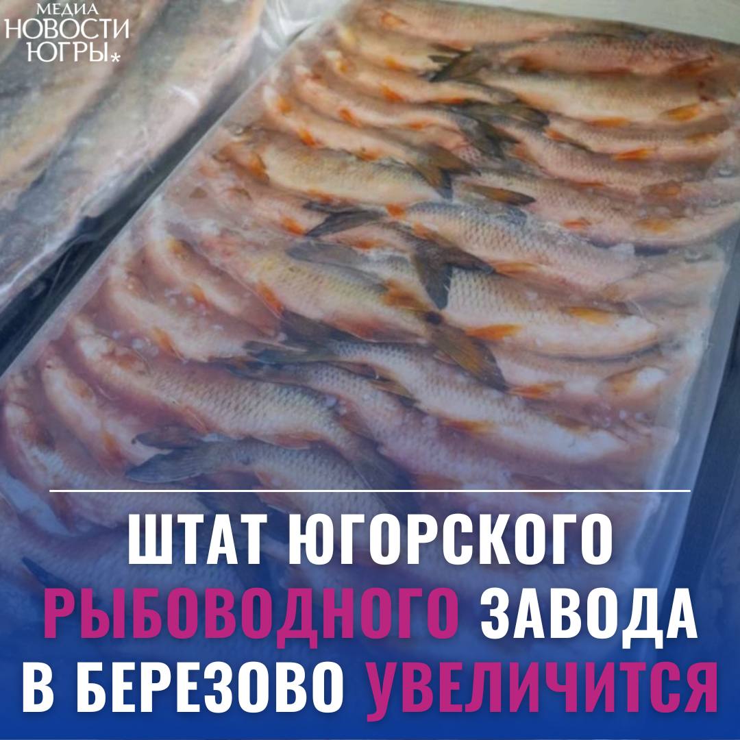 Запуск нового цеха на рыбоводном заводе в Березово позволит в пять раз увеличить штат сотрудников    Штат Югорского рыбоводного завода в Березово увеличится с 5 до 25 сотрудников. Об этом стало известно во время рабочей поездки губернатора Югры Руслана Кухарука в Березовский район.  «Предприятие, помимо вылова, переработки и заморозки рыбы, начинает работу по восстановлению природных ресурсов Югры. В этом году работники завода планируют выпустить около 4 000 000 мальков щуки, а в будущем – заняться воспроизводством осетровых и сиговых видов рыб», — отметил Руслан Кухарук.  Добавим, что компетенции персонала позволят работать в нескольких направлениях одновременно. Сейчас идет подготовка специального цеха и закупка необходимого оборудования.   Подробнее читайте тут.