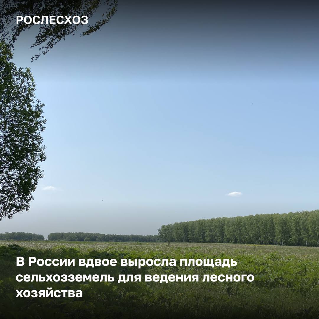 В России растет число сельхозземель, где может вестись лесное хозяйство. Так, за последние два года число таких участков выросло в два раза – с 484 до 815. Наибольшее количество таких участков сосредоточено в Удмуртской Республике, Смоленской и Кировской областях. В июне 2022 года вступило в силу постановление Правительства России № 1043, которое позволяет использовать сельхозземли, заросшие лесом, для ведения лесного хозяйства. 3 года действия постановления Правительства в цифрах - в региональные лесные ведомства поступило более 1,5 тыс. запросов о получении заключения о наличии лесов на землях сельхозназначения; - по итогам экспертизы на 815 участках был выявлен лес; - проведено 643 государственные экспертизы проектов освоения лесов, а 227 из них получили положительное заключение. «Вовлечение сельхозземель, в том числе и заброшенных, в использование для ведения лесного хозяйства - один из шагов в части повышения эффективности использования и контроля за такими участками. Это касается как обеспечения рационального использования сельхозземель, так и предотвращения незаконных вырубок, нарушений правил пожарной безопасности» - сказала начальник Управления правового обеспечения и использования лесов Рослесхоза Елена Бородавкина.
