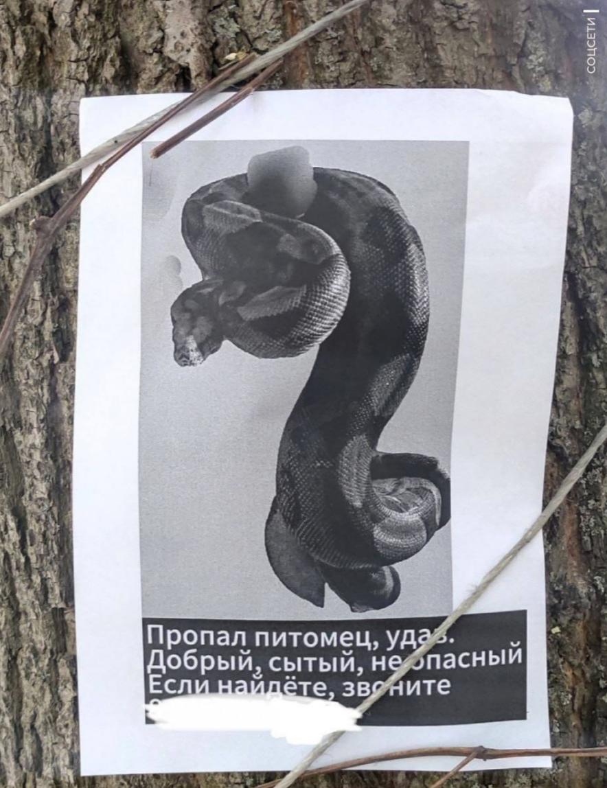 В Москве девушка повесила объявление о пропаже питона  Змея сытая, сходу предупредила хозяйка. Не думаем, что это хоть чуточку успокоило соседей.