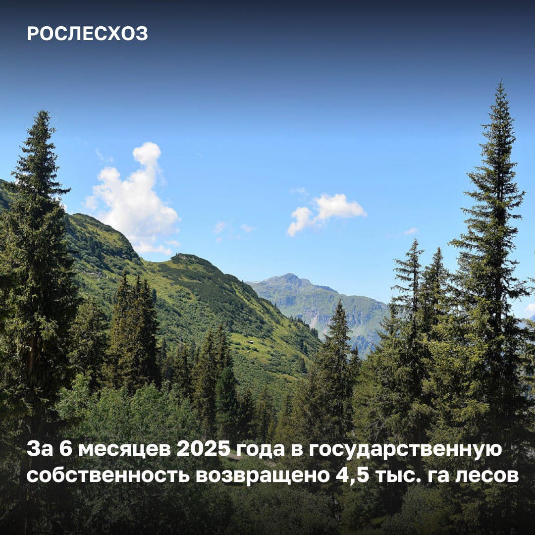 В I полугодии Рослесхоз вернул незаконно изъятые участки леса в ЦФО, ПФО, СФО, УФО в состав лесного фонда. Ведомство и его территориальные органы ведут работу по возвращению земель лесного фонда в государственную собственность. В арбитражные суды и суды общей юрисдикции к юридическим лицам, администрациям муниципальных образований подаются иски. «В исках мы требуем признать право собственности государства на спорные земельные участки и изъять их из незаконного владения. Это необходимо для пресечения незаконной манипуляцией лесными участками, которые принадлежат Российской Федерации. Работа по этому направлению ведется непрерывно, выявляются такие случаи не только при проверке документов о правах на участки, но и по обращениям граждан. За 8 лет ведомство возвратило в состав земель лесного фонда незаконно изъятые участки леса на общей площадью в 452 тыс. га», - сказала начальник Управления правового обеспечения и использования лесов Рослесхоза Елена Бородавкина. Арбитражные суды и суды общей юрисдикции удовлетворили иски ведомства. Действия ответчиков по распоряжению землями лесного фонда признаны незаконными.