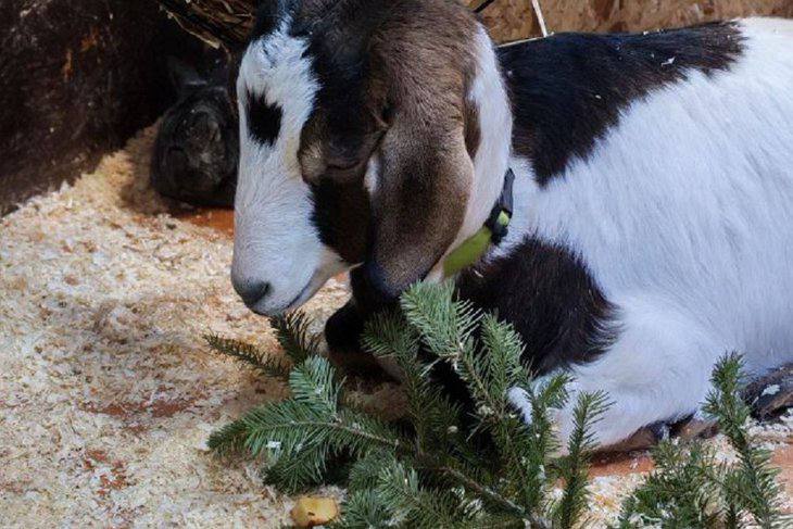 Сибирский зоопарк принимает новогодние елки отслужившие свой срок Из хвойных изготовят витаминную подкормку и подстилки Их можно привезти в филиалы зоопарка в Солнечном Маршала Жукова 36 4 и в посёлке Никола Деревца примут если они будут полностью очищены от новогодних украшений Даже самое маленькое украшение может быть опасным для животных Елки также заберут в Иркутском зоосаде Кольцова 93 Иркутская зоогалерея и Дом природы их не принимают Верблюд в огне