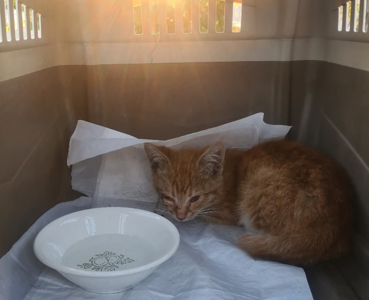 В Архангельске ищут дом чудесному котёнку, который потерял лапку  В службу спасения им. И. А. Поливаного обратился мужчина с просьбой достать котенка, лапа которого застряла под капотом его машины. После извлечения животного спасатели обнаружили, что у котенка оторвана передняя лапка. Малышу была оказана ветеринарная помощь.  Сейчас красавцу ищут дом. Желающих забрать себе это чудо просят обращаться по ссылке «ВК».  Фото службы спасения им. И. А. Поливаного.