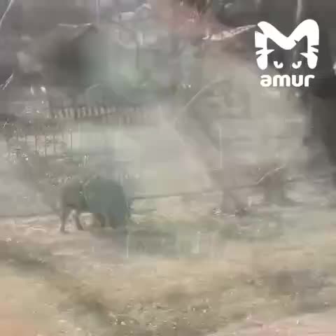 Дикий кабан нарушил уроки в школе Милоградово, сторож успешно его прогнал