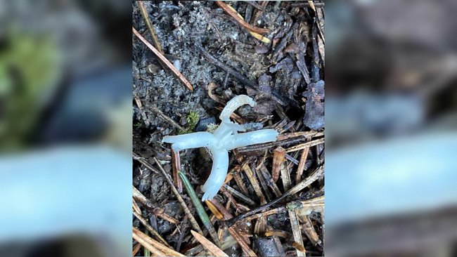 На Таганае появились пальцы феи   www up74 ru articles news 166868 Новый вид грибов обнаружили в опавшей листве