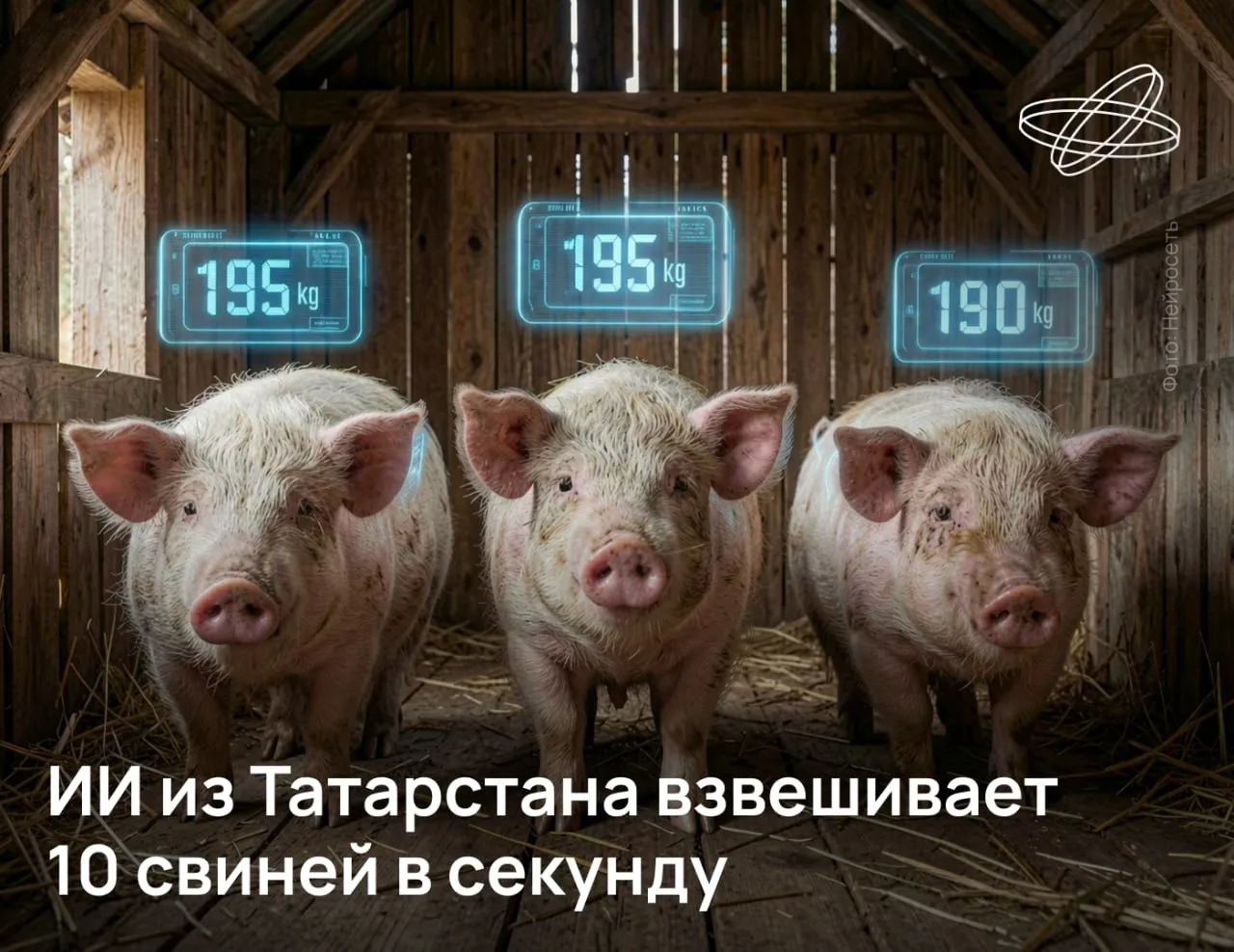 Российские учёные разработали систему бесконтактного автоматического взвешивания свиней на основе компьютерного зрения Она определяет вес животных по внешним данным исключая стресс и оптимизируя меню Проект поддержал Фонд науки и технологий Республики Татарстан Сотрудники Университета Иннополис упростили вычислительный граф и оптимизировали ИИ архитектуру добившись увеличения скорости измерения веса в 7 6 раза и снижения погрешности до 4 в сравнении с уже существующими решениями Система решает критическую задачу свиноводства постоянный мониторинг массы животных Наше решение полностью автоматизирует сбор и подготовку видеоданных одновременно обрабатывает тысячи видеопотоков выводит точный результат и подходит для масштабирования на разные фермы и племенные хозяйства сообщил руководитель Центра разработки и проектирования ПО Университета Иннополис Антон Куховаренко Подписывайтесь на Наука рф в MAX Десятилетиенауки