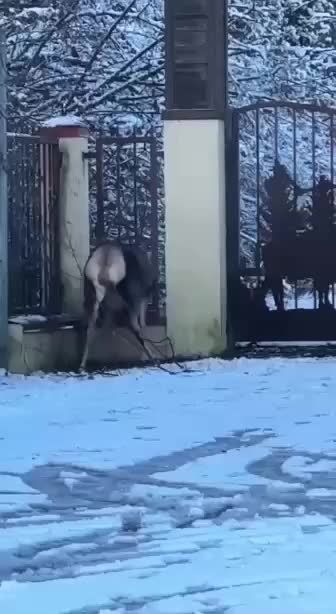 Сотрудники кордона спасли олениху на дороге в Сочи