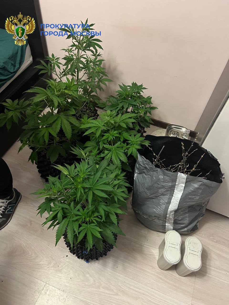 Москвичка и её 31 летний сын получили по 7 5 лет тюрьмы за выращивание марихуаны в двух квартирах и торговлю наркотиками При задержании у них изъяли несколько килограммов кокаина экстази ЛСД и галлюциногенных грибов а также весы и упаковку Суд отправил сына в колонию строгого режима мать в колонию общего режима bezposhady