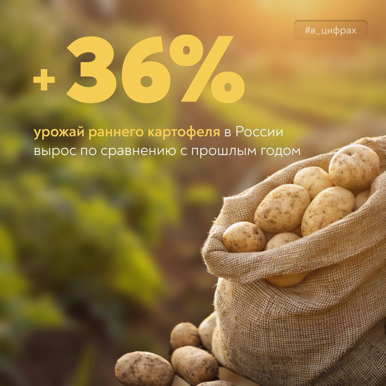 Минсельхоз России VK Сбор овощей и картофеля в самом разгаре Аграрии уже собрали 240 тысяч тонн картофеля – на треть больше, чем за тот же период в прошлом году. Среди лидеров – Астраханская область, Краснодарский край и Ставрополье. Продолжается и уборка грунтовых овощей: огурцов, томатов, ранних капусты, моркови, лука и свеклы. Собрано уже 219 тысяч тонн. Все для того, чтобы на наших столах было еще больше свежих и полезных продуктов.