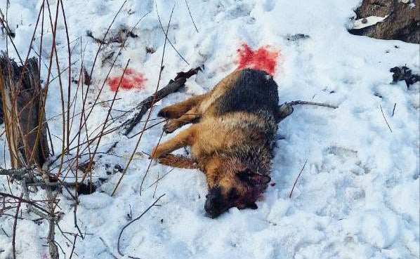 В Петропавловске нашли тяжелораненого пса  Собаку сейчас оперируют в ветеринарной клинике  В Петропавловске-Камчатском проезжавшие у гаражей в районе Шанхая горожане нашли окровавленного пса. Подробности по ссылке: