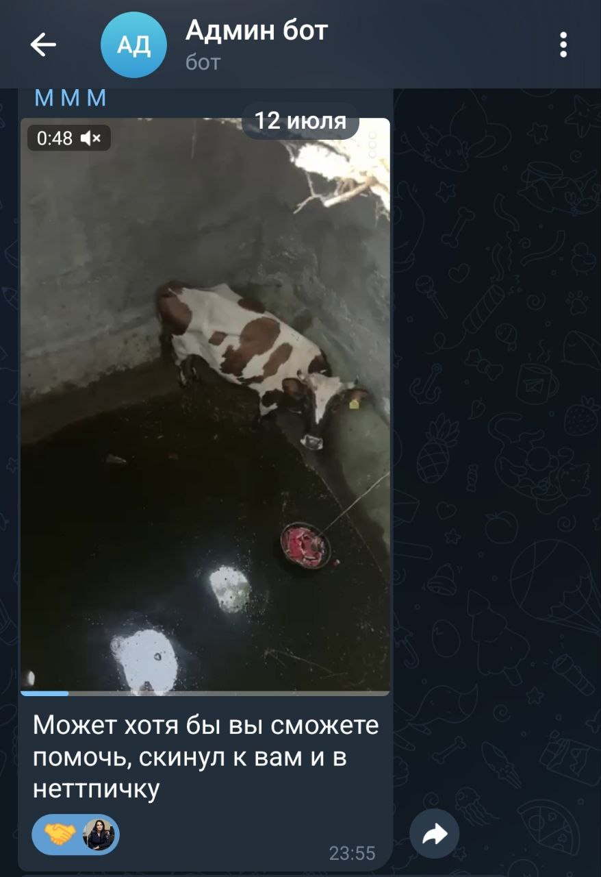 В Дагестане спасатели вытащили корову из пятиметрового резервуара. С помощью альпинистского снаряжения и подъёмного крана спасатели МЧС аккуратно извлекли животное на поверхность. Хозяева, судя по тому, что происходит в республике, зачастую не следят за своим скотом. И когда животное становится проблемой, просто открещиваются от него. По причине бесхозного скота не мало тяжелейших ДТП происходит на дорогах, особенно в тёмное время суток! СЛЕДИТЕ ЗА СВОИМ СКОТОМ. КРИМИНАЛЬНАЯ ХРОНИКА