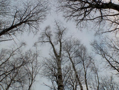 Сильный ветер в Калуге повалил 15 деревьев  В данный момент единая дежурная диспетчерская служба контролирует 15 аварийных деревьев, которые не выдержали сильного ветра, разыгравшегося в Калуге с вечера 31 октября. По информации отдела по организации защиты населения, оперативные службы все еще находятся в режиме повышенной готовности.