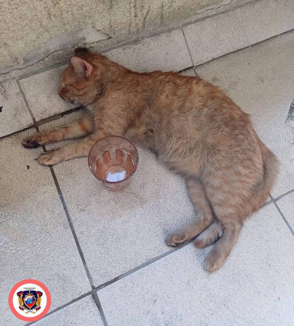 В Кудрово пожарные спасли рыжего котейку. Спасатели вскрыли дверь квартиры на 7-ом этаже, в которой уже горела мебель, и вынесли котика на свежий воздух. Бедняге уже оказана первая помощь, а мы желаем ему скорейшего восстановления Эй, Питер!