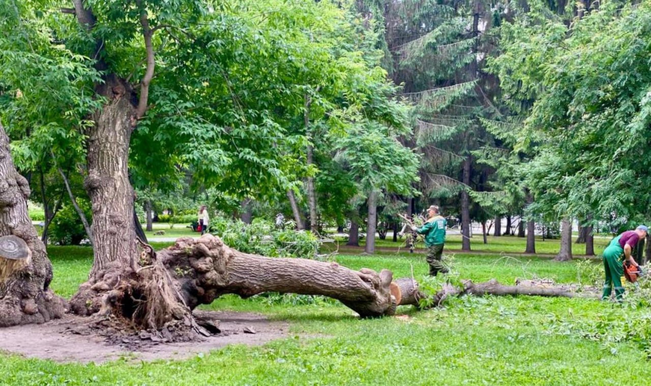 Рухнул 90-летний клён Горыныч в Первомайском сквере Старый кряжистый клён распилят в Первомайском сквере. По поручению мэра Максима Кудрявцева проверят все насаждения. «Утром был в Первомайском сквере — увидел, что рухнул клён, который многие называли „Горыныч“. Дереву больше 90 лет, практически ровесник самого сквера. Под его ветками проводили „пушкинские“ чтения, многие горожане его помнят и любят», — рассказал глава городской администрации. Он отметил, что всех зелёных «ветеранов» стараются сохранить, но природа берёт своё. Ствол был поражён гнилью изнутри, поэтому и упал. К счастью, никто не пострадал. Специалисты Горзеленхоза ещё раз внимательно обследуют все крупные деревья на этой территории. До конца года уберут ещё несколько возрастных и засохших стволов. На их месте появятся новые саженцы. А вы гуляли под «Горынычем»? Фото: