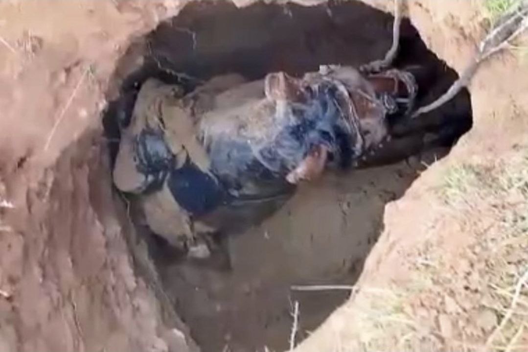 Лошадь провалилась под землю и открыла портал в прошлое в Астраханской области Один из всадников который ехал по степи на лошади внезапно почувствовал что земля буквально уходит из под ног его скакуна По его словам передняя нога животного куда то провалилась а сам он слетел вниз В это время лошадь уже скрылась в огромной яме Местный житель снял видео и рассказал что в провале куда попала его лошадь видны остатки кирпичной кладки О неожиданной находке всадники рассказали археологам В телеграм канале Астраханская археология считают что лошадь провалилась в археологический объект средневековый склеп характерный для XV XVI веков rodinargru