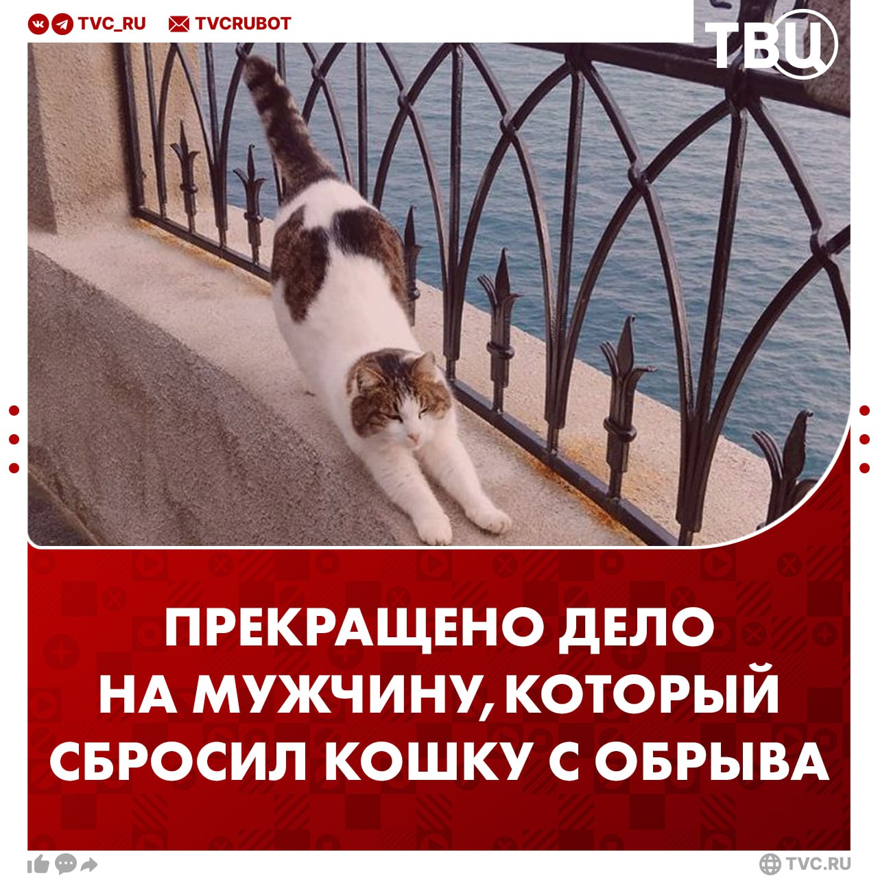 Дело на мужчину который сбросил кошку Мусю с обрыва Ласточкиного гнезда в Крыму прекращено У кошки после падения не выявили травм что означает отсутствие преступления заявили ТАСС в МВД по республике Крым Муся была местной достопримечательностью в течение десяти лет В феврале прошлого года мужчина выкинул животное с обрыва Спасатели три дня доставали кошечку а после её приютила ветеринар Подписаться на ТВЦ