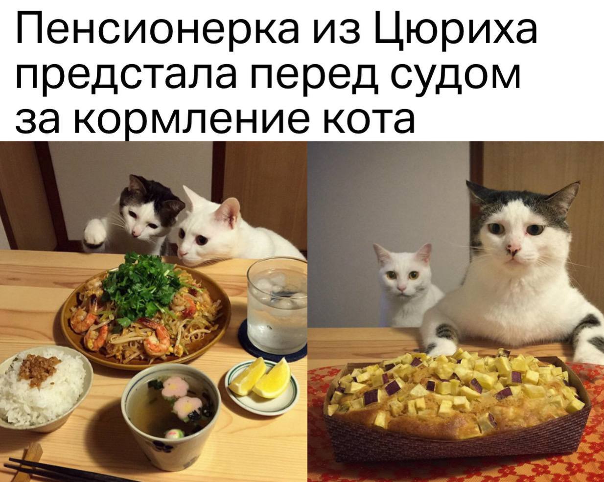 В Швейцарии пенсионерку судят за кормление соседского кота Дело было так: бабуля около года подкармливала соседского пушистого и даже пускала его к себе домой. Хозяева просили дружелюбную соседку этого не делать, но та отказывалась их слушать. Как итог — кот перестал приходить домой, а владельцы питомца подали на пенсионерку в суд, где ей могут назначить штраф в 3600 швейцарских франков и доп взыскание на 800 франков — в общей сумме на рубли выйдет 436 тысяч. По швейцарским законам, кошка считается личной собственностью, и регулярное кормление чужого питомца может рассматриваться как незаконное присвоение собственности. Приколы - Подпишись!
