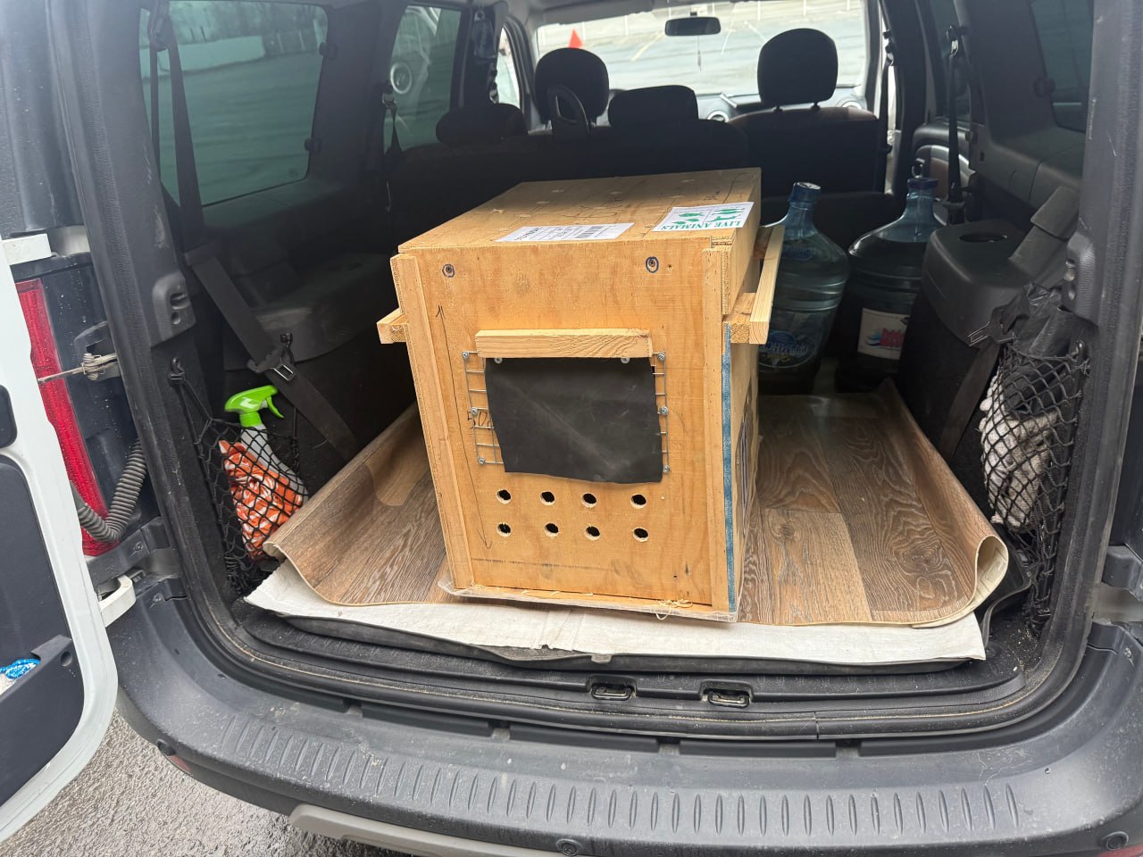 Кенгуру из Екатеринбурга перевезли в пострадавший от бомбежек Белгородский зоопарк Его транспортировали в специальной одноразовой клетке чтобы зверек не замерз Новый обитатель заменит кенгуру по кличке Гранди которая погибла в марте прошлого года при обстреле города Животное перевезли для разведения Фото Уральское межрегиональное управление Россельхознадзора   Новости из Екатеринбурга