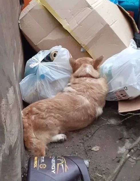 В Люберцах в мусорный контейнер выбросили валлийского корги В посёлке Малаховка Люберцы неизвестная женщина выбросила живую собаку породы корги в мусорный контейнер Местные жители заметили животное среди пакетов с мусором и отвезли к ветеринару Это оказалась сука в возрасте около 4 х лет Судя по её состоянию здоровья собаку использовали заводчики для разведения а когда она больше не могла приносить потомство выбросили Спасённой корги уже нашли новую хозяйку которая назвала питомицу Ютой Общественники обратились к губернатору Подмосковья с просьбой взять на контроль этот и другие случаи жестокого обращения с животными Полиция проводит проверку по результатам которой будет принято соответствующее процессуальное решение