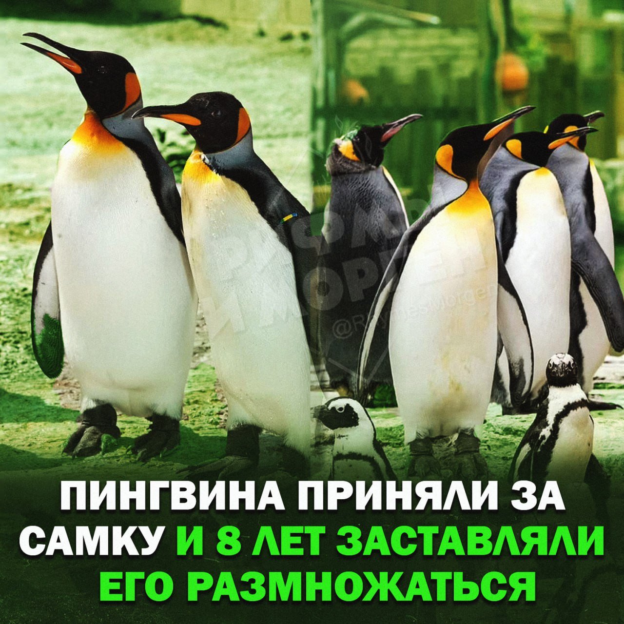 НЕТРАДИЦИОННЫЕ ЦЕННОСТИ: Пингвина в зоопарке приняли за самку и 8 лет заставляли размножаться с самцами...  Птицу привезли из Дании в Британию в возрасте двух лет, чтобы участвовать в программе сохранения популяции. Сотрудники зоопарка неверно определили пол пингвина и назвали его Мэгги, после чего начали заставлять его размножаться с другими самцами.  Лишь спустя восемь лет работники поняли, что Мэгги — самец. Однако они не теряют надежды: пингвину присвоили мужскую кличку Магнус и подобрали новую пару — самку, которую доставят из Германии.   , если жалко птичку      Рифмы и Морген