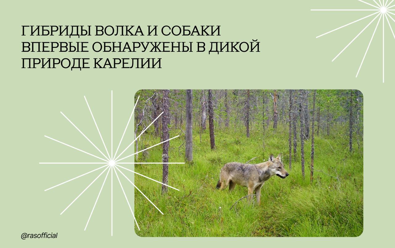 Гибриды волка и собаки впервые обнаружены в дикой природе Карелии #Грани_РАН Сотрудники лаборатории зоологии Института биологии КарНЦ РАН проводят изучение фауны охотничьих зверей с помощью методов молекулярно-генетического анализа. Среди основных объектов их изучения — крупные хищники, в том числе волки. Недавно учёные впервые обнаружили и подтвердили присутствие в природной популяции гибридных особей — результат скрещивания диких животных и собак. «Необходимо было составить генетические профили волков и собак — беспородных, крупного и среднего размера, то есть которые потенциально могут вступить в размножение с волками. Для этого мы обратились в Первый Петрозаводский общественный приют. Его сотрудники оперативно откликнулись и предоставили нам шерсть 12 собак. Мы составили все профили и выполнили генетический анализ», — рассказала младший научный сотрудник Института биологии КарНЦ РАН Анастасия Кузнецова. Всего в рамках проекта учёные исследовали 90 особей, одна из которых оказалась одичавшей собакой. Четыре зверя были идентифицированы как гибриды: один — чёрный редкий для Европы окрас, обычно связанный с древней гибридизацией с собаками, как у североамериканских волков , второй — рыжий, похожий на акита-ину, а третий имел белые подушечки лап и когти, что также указывает на смешанное происхождение.