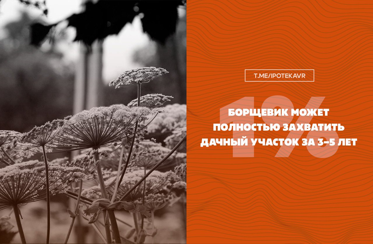 Борщевик может полностью захватить дачный участок за 3–5 лет Если не бороться с борщевиком Сосновского, он способен захватить участок в 6–10 соток за 3–5 лет, рассказал Олег Киреев из сервиса «Мой гектар». Один куст дает до 20 тыс. семян, которые сохраняются в земле до 7 лет и разносятся ветром. Эффективнее всего выкашивать или выкапывать борщевик в мае–июне, до начала цветения. Если растение уже зацвело, цветоносы нужно срезать и сжечь или закопать на глубину не менее метра, иначе семена могут дозреть даже после срезки. Удалять борщевик на чужом участке нельзя — сначала нужно предупредить соседа. Если реакции нет, можно обратиться в администрацию. За отказ от удаления — штраф до ₽500, а на сельхозземлях — до ₽50 тыс.